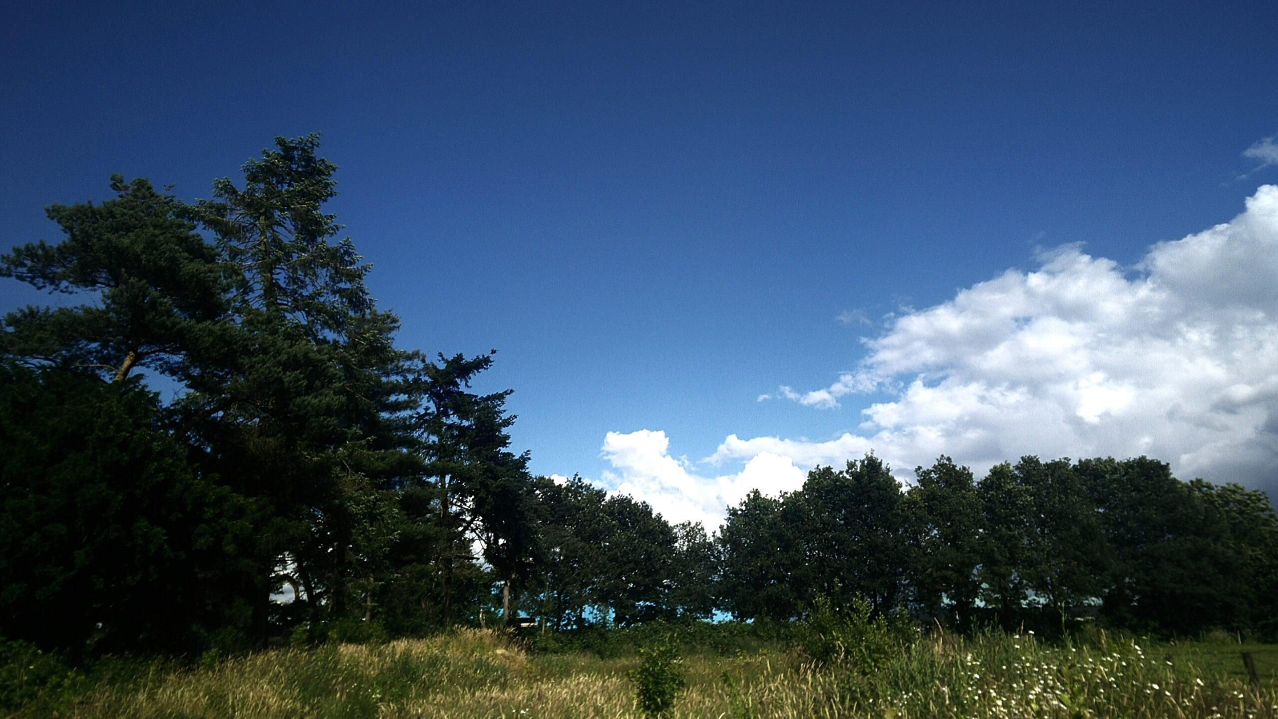 Partij voor de Dieren pleit voor betere bescherming van Haagse bomen