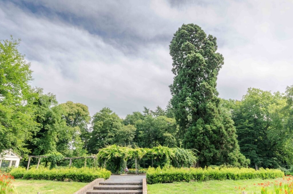 Geef jouw Haagse lievelingsboom op voor Boom van het Jaar 2026