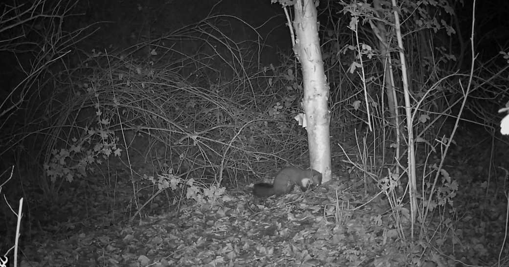 Zeldzame steenmarter ontdekt in bedreigde Vlietzone