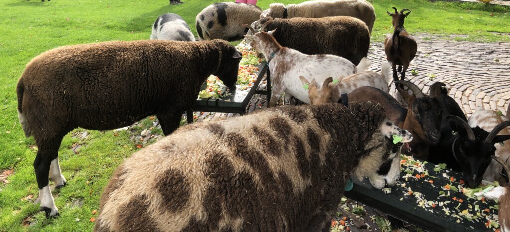 De Nijkamphoeve viert 4 oktober Dierendag