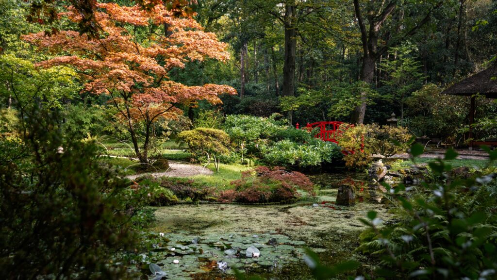 Japanse Tuin Clingendael weer open