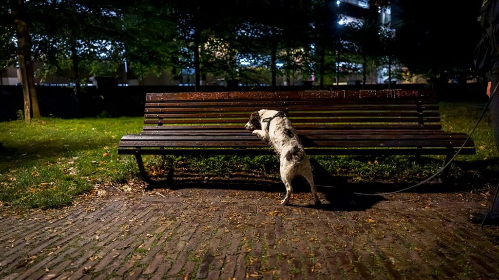 Inzet drugshond helpt overlast te bestrijden in het Oude Centrum  